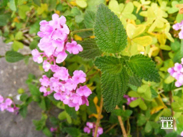 Lantana sellowiana